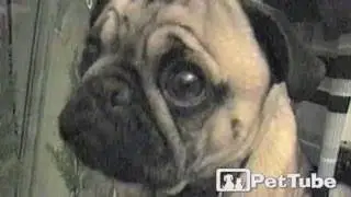 ADORABLE Pug Goes Fishing - PetTube
