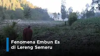 Fenomena Embun Es di Lereng Semeru