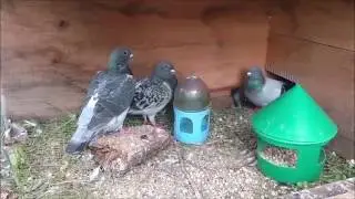 Chicken coop tour! Also pigeons and ducks! #5