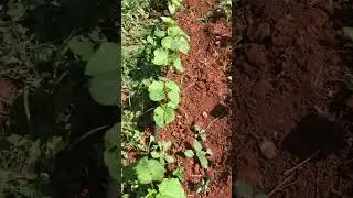 Bamyalar ve kalebekler (okra and butterflies) 