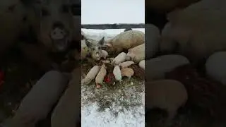 Хлеб любят свинки и не только!!! Хлеб входит в ежедневный рацион!