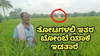 ತೋಟದಲ್ಲಿ ಬೋಮ್ಮೆ ಯಾಕೆ ಇಡತಾರೆ || ಹಂದಿ ಜಿಂಕೆ ಕಾಟನ || ಶುಂಠಿ ಬೆಳೆ ||
