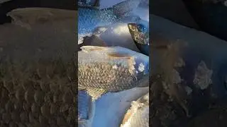 Рыбалка на Карася Зимой 2024