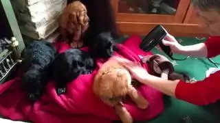 Puppy pampering part 2