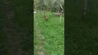 Выходные с боксером, собака отдыху не помеха#germanboxer #funnydog #немецкийбоксер #поГрузииссобакой