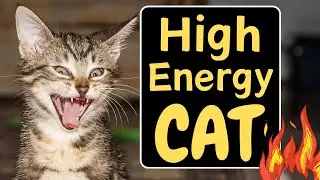Can Cats Have Hyperactivity Disorders?