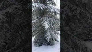 Зимний снежный лес,горы. Поход в горы зимой. #снег #лес #горы