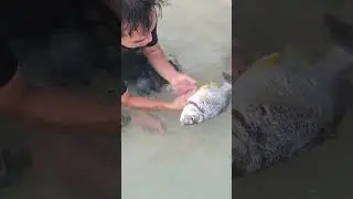 catch clean and cook fresh fish