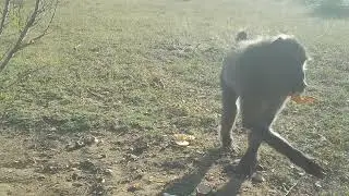 BABOON FROM VERY CLOSE (CAMERA TRAP)