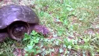 Turtle time! 6-5-15 pt 3