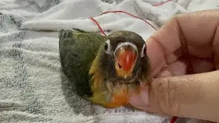 Afticanlovebirds #handfeeding  #africanlovebirds  #playtime  #fyp