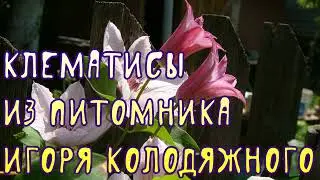 Клематисы из питомника Игоря Колодяжного