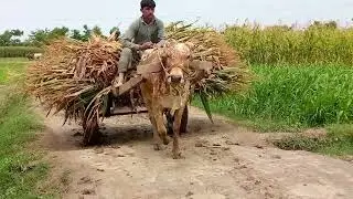 Village Peopls Morning Routine  |Pakistani Desert People's Life Style |Desert People Daily Routine |