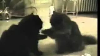 Терморегулятор для электрического тёплого пола.flv