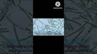 Photoautotrophs -Classification Of Bacteria Based On Nutritional Requirements 