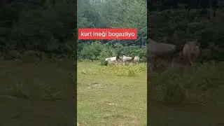 KURT İNEGİ BAGIRTIYOR