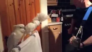 Попугай зажиганиет!!!!!!!!!!