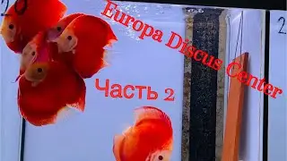 Europa Discus Center. Part 2