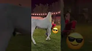 CABALLO BLANCO
