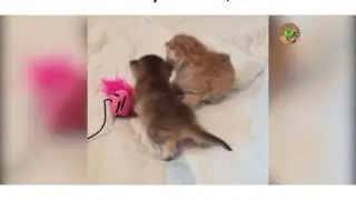 Fighting Cute Cats!