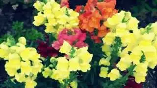 www 3Share us   Esta tarde vi llover   Richard Clayderman