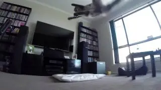 Cat Jumping In Super Slow Motion