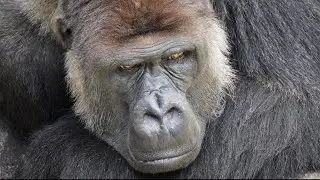 A special enrichment for Monta's birthday w/ a little happening｜Gorilla｜CHIBA ZOO｜モンタ生誕祝｜ゴリラ｜千葉市動物公園