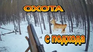 ОХОТА НА КОСУЛЮ С ПОДХОДА ВОССТАНОВЛЕННЫЕ КАДРЫ