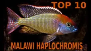 🐟🐠TOP 10 AFRICAN Haplochromis (UTAKAS) CICHLIDS OF MALAWI LAKE
