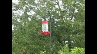 Hummingbird in my yard