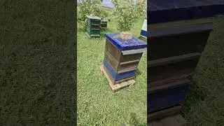 ПЧЁЛЫ
