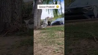 Geese Protest us Fishing 🎣 #shorts #funny #protest #lake