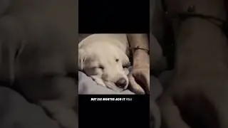 #lovely #animals #animalas #dog #love #short #funnyshorts #cute #shortvideo