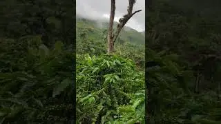 Coffee beam plantation #coffee #reel #viral #cafe #cafevlog #coffeelover #foryou #venezuela #café
