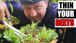 Tips For Thinning Beets - Garden Quickie Episode 152