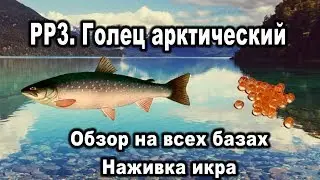 РР3. Голец арктический. Обзор на всех базах. Наживка икра