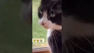 Sahibini taklit eden komik kedi 😺😸😸 #cat #funny #shorts