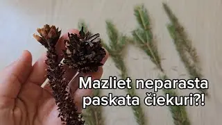 Kāpēc čiekuri šādi izskatās?