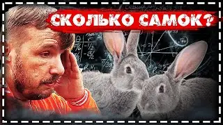 How many females? \\ Modification of feeders. \\ Vlog of the Russian family.