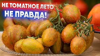 Не томатное лето Не правда!