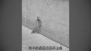 A weasel killed a kitten while the mother cat was away and the mother cat took revenge on the weasel