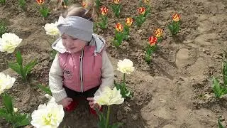 Як і коли посадити тюльпани? Квіти з репутацією