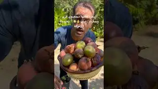 شجرة فاكهة محصول غزير حصاد رهيب 🍈🌿👌لا تحتاج عناية وتتكيف مع أصعب الظروف وأنصح الجميع بزراعتها