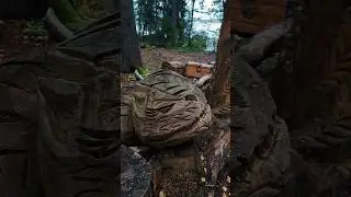 Необычное место в лесу