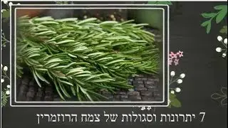 אלטרנטיבלי - 7 יתרונות וסגולות של צמח הרוזמרין
