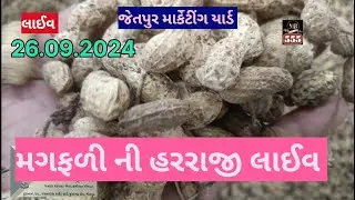 મગફળી ની હરરાજી લાઈવ જેતપુર માર્કેટીંગ યાર્ડ 26.09.2024 #Live magfali ni harraji Jetpur marketing