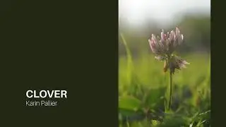 Clover - Original Song