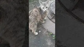 Дуся. Родная сестра нашей слепой Дымуськи.
