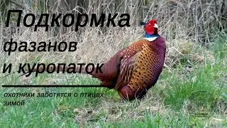 Подкормка фазанов и куропаток