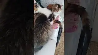 Красивые котики   